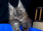 Emir - Maine Coon Cat For Sale - Miami&comma; FL&comma; US