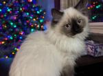 Yellow - Ragdoll Cat For Sale - Etters&comma; PA&comma; US