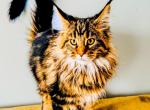 Maine Coon female - Maine Coon Cat For Sale - Staten Island&comma; NY&comma; US