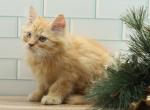 Izar of RomanovCats - Siberian Cat For Sale - Ashburn&comma; VA&comma; US