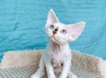 Snowflake - Devon Rex Cat For Sale - Brooklyn&comma; NY&comma; US