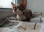 Lorenzo - Devon Rex Cat For Sale - Brooklyn&comma; NY&comma; US