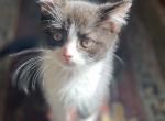 Arthur Beautiful Scottish Straight Kitten - Scottish Straight Cat For Sale - 