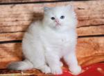 Seraphina - Ragdoll Cat For Sale - VA&comma; US