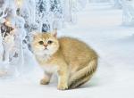 Simona - British Shorthair Cat For Sale - Los Angeles&comma; CA&comma; US