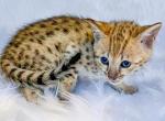 F2 Savannah Female Kitten - Savannah Cat For Sale - Sunbury&comma; OH&comma; US