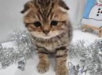 Hugo - Scottish Fold Cat For Sale - Naperville&comma; IL&comma; US