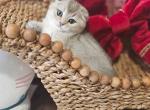 Louie - Scottish Fold Cat For Sale - Grand Rapids&comma; MI&comma; US