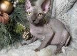 Grey - Sphynx Cat For Sale - Brooklyn&comma; NY&comma; US