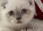 Marshmallow - Scottish Fold Cat For Sale - Brooklyn&comma; NY&comma; US