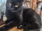 Scottish Fold Kitten - Scottish Fold Cat For Sale - Copperas Cove&comma; TX&comma; US