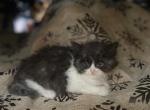 Ragdoll mix black and white male - Ragdoll Cat For Sale - Auburn&comma; WA&comma; US