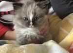 Stinker - Ragdoll Cat For Sale - Hutchinson&comma; MN&comma; US