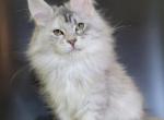 Cherri - Maine Coon Cat For Sale - Miami&comma; FL&comma; US
