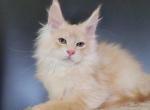 Deni Polydactyl - Maine Coon Cat For Sale - Miami&comma; FL&comma; US