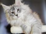 Cezar - Maine Coon Cat For Sale - Hollywood&comma; FL&comma; US