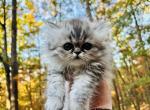 Annabelle High Silver Female Persian - Persian Cat For Sale - Gadsden&comma; AL&comma; US