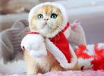 Santa - British Shorthair Cat For Sale - Norwalk&comma; CT&comma; US