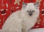 Male 2 blue mink - Ragamuffin Cat For Sale - Poplar Grove&comma; IL&comma; US