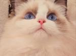 Kylie - Ragdoll Cat For Sale - Irvine&comma; CA&comma; US