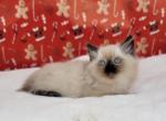 Male 1 - Ragamuffin Cat For Sale - Poplar Grove&comma; IL&comma; US