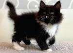 Stefan - Siberian Cat For Sale - Pembroke Pines&comma; FL&comma; US