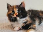 Silvia - Siberian Cat For Sale - Pembroke Pines&comma; FL&comma; US