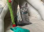 Bella - Russian Blue Cat For Sale - Hollywood&comma; FL&comma; US
