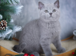 La Mour - British Shorthair Cat For Sale - Hollywood&comma; FL&comma; US
