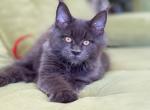 Tufts - Maine Coon Cat For Sale - Brighton&comma; CO&comma; US