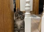 Scruffles - Domestic Cat For Sale - Westfield&comma; MA&comma; US