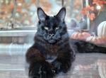April - Maine Coon Cat For Sale - Brighton&comma; CO&comma; US