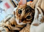 Miss Sassy - Bengal Cat For Sale - Bronx&comma; NY&comma; US
