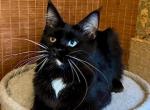 Barbie - Maine Coon Cat For Sale - Brighton&comma; CO&comma; US