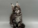 Quarts - Maine Coon Cat For Sale - Brighton&comma; CO&comma; US