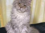 Kamey - Maine Coon Cat For Sale - Brighton&comma; CO&comma; US