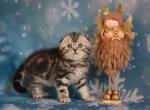 Kevin - Scottish Fold Cat For Sale - Norwalk&comma; CT&comma; US