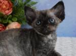 Kristi - Devon Rex Cat For Sale - Norwalk&comma; CT&comma; US