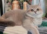 Tommy - British Shorthair Cat For Sale - Los Angeles&comma; CA&comma; US