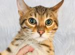 Brown Spotted Bengal Kitten - Bengal Cat For Sale - Sunbury&comma; OH&comma; US