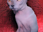 Willa - Sphynx Cat For Sale - Tuckerton&comma; NJ&comma; US
