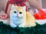 Marcus - British Shorthair Cat For Sale - Norwalk&comma; CT&comma; US