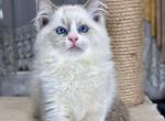 Henry - Ragdoll Cat For Sale - Pembroke Pines&comma; FL&comma; US
