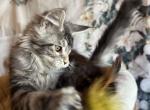 Adis - Maine Coon Cat For Sale - Brighton&comma; CO&comma; US