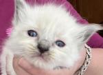 ON HOLD Orange collar Kats ravishing ragdolls - Ragdoll Cat For Sale - Lancaster&comma; PA&comma; US
