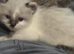 Etho - Snowshoe Cat For Sale - Plainfield&comma; IN&comma; US