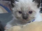 Baby blue - Balinese Cat For Sale - Plainfield&comma; IN&comma; US