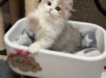 Puff - Minuet Cat For Sale - San Jose&comma; CA&comma; US
