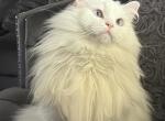 Bella Purebred Ragdoll - Ragdoll Cat For Sale - Dearborn&comma; MI&comma; US