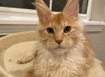 Nike - Maine Coon Cat For Sale - Grayslake&comma; IL&comma; US